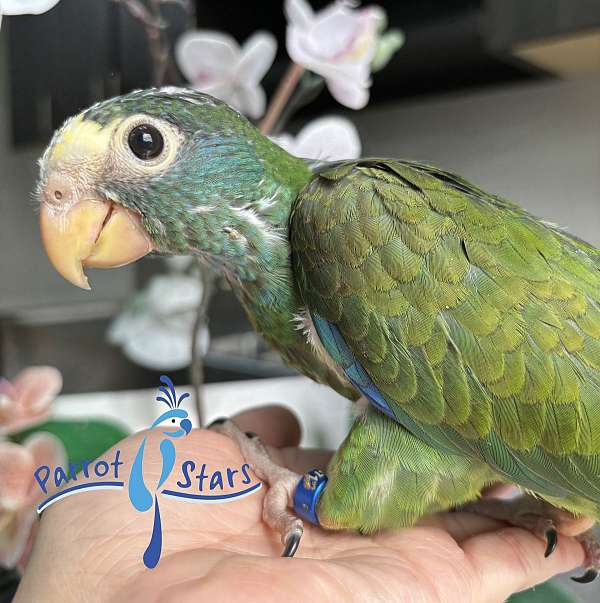 rare-white-capped-pionus-parrots-for-sale