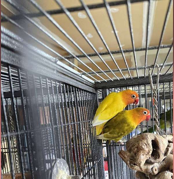 fischers-lovebird-for-sale