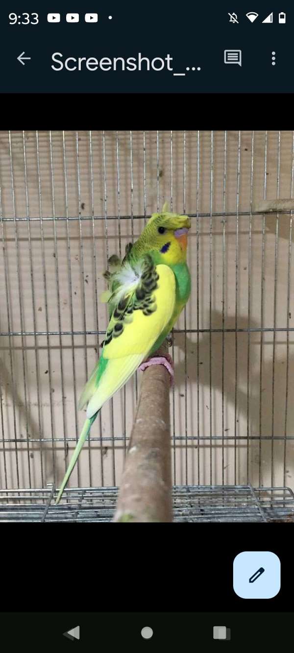 parakeet-for-sale