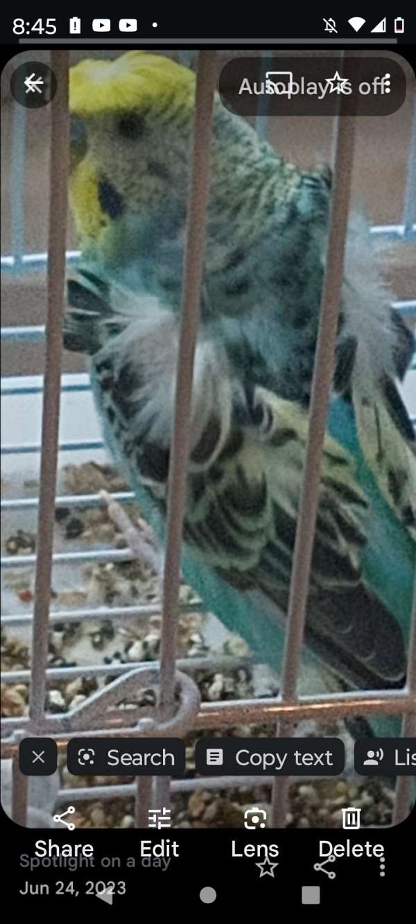 young-parakeet-for-sale