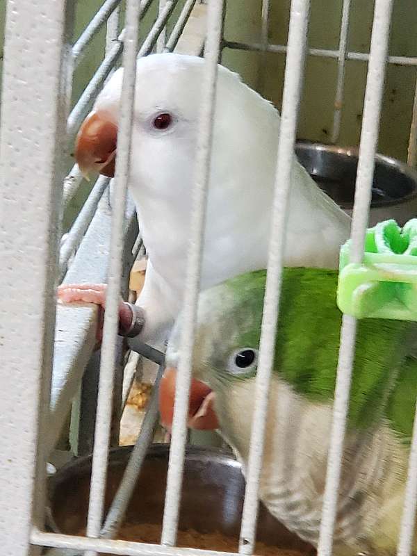 quaker-parrots-for-sale