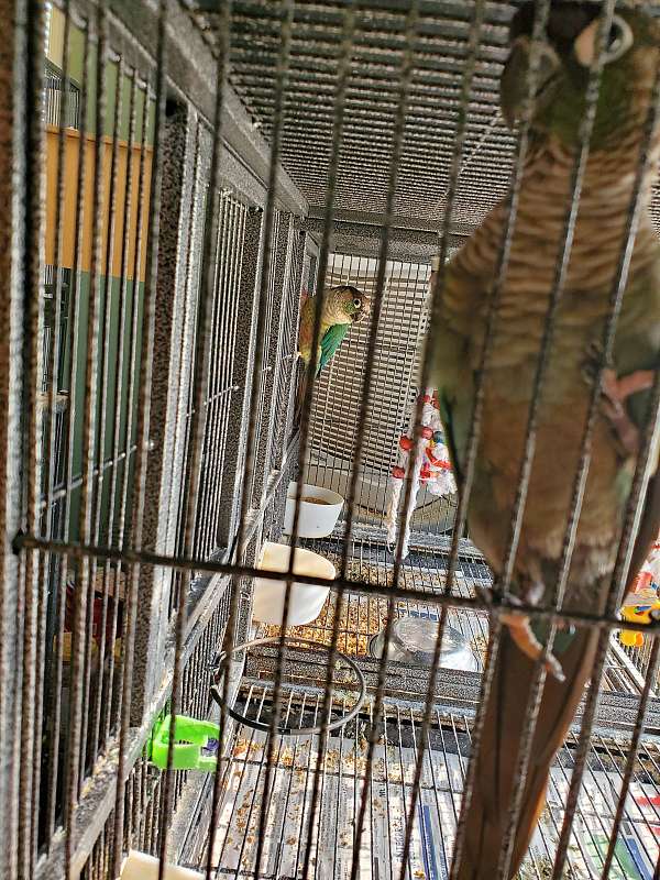 green-yellow-bird-for-sale-in-baltimore-md