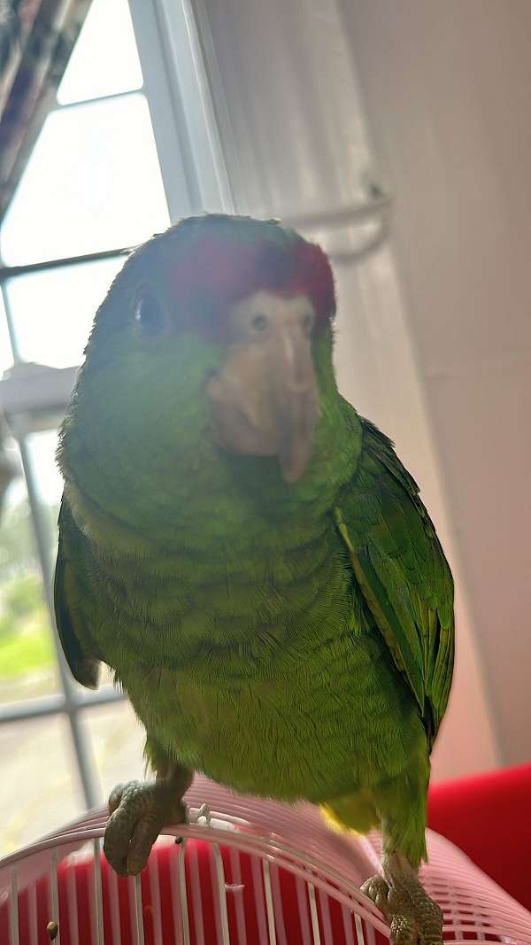 red-head-amazon-parrot-for-sale-in-new-britain-ct