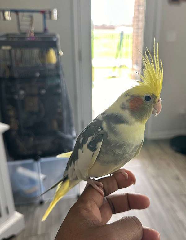 cockatiel-for-sale