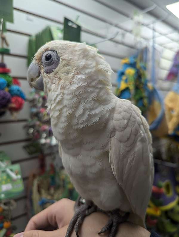 goffin-cockatoo-for-sale