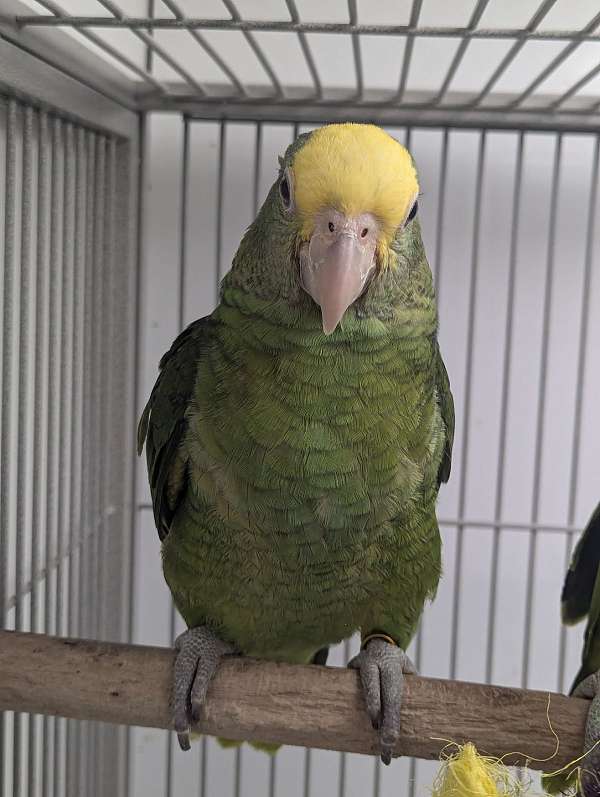 double-yellow-head-amazon-parrot-for-sale