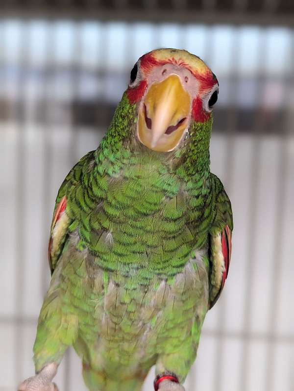 white-front-amazon-parrot-for-sale