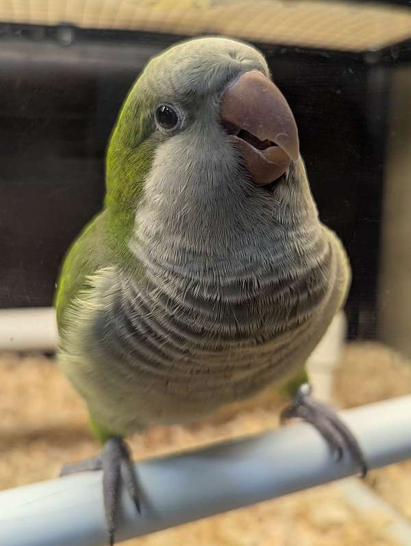 quaker-parrots-for-sale