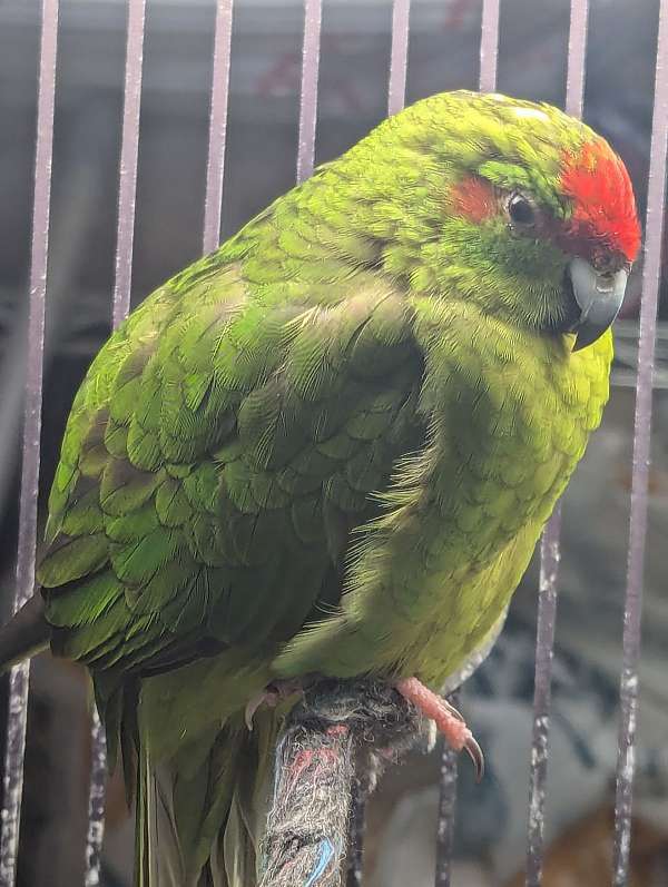 grass-parakeet-for-sale