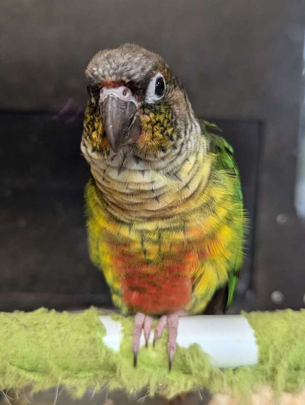 green-cheek-conure-for-sale