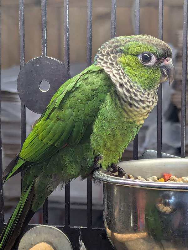 black-capped-conure-for-sale