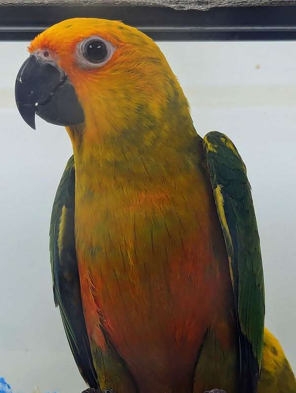 sun-conure-for-sale