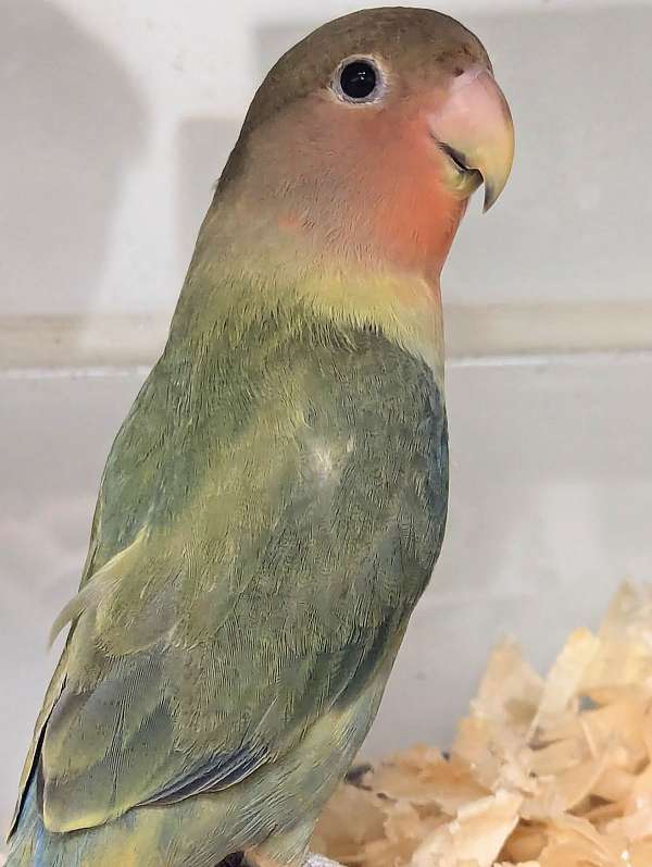 peach-faced-lovebird-for-sale