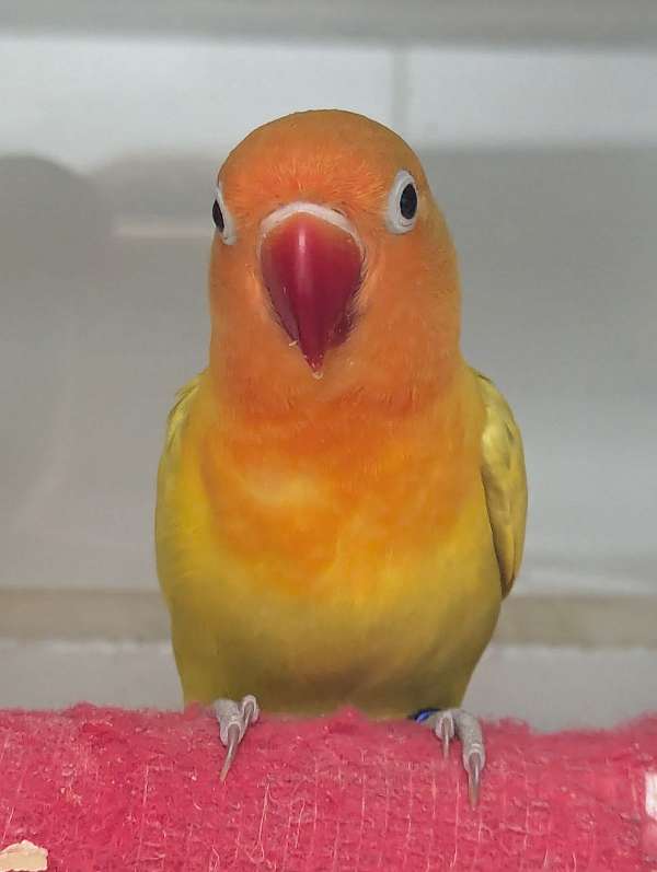 fischers-lovebird-for-sale