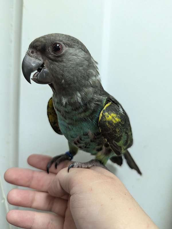 meyers-poicephalus-parrots-for-sale