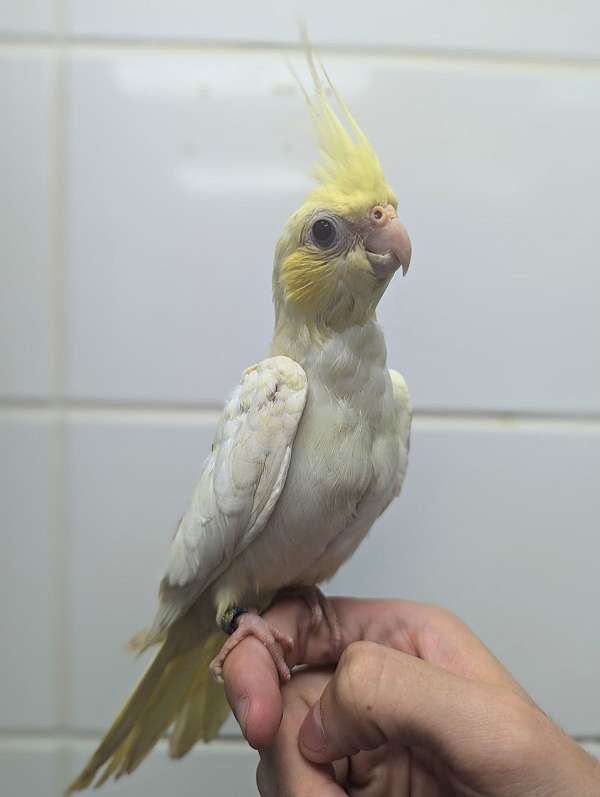 cockatiel-for-sale