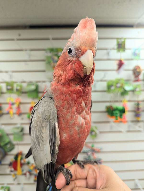 rose-bird-for-sale-in-webster-ny