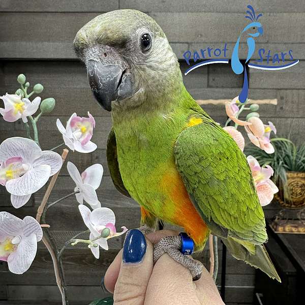 senegal-poicephalus-parrots-for-sale