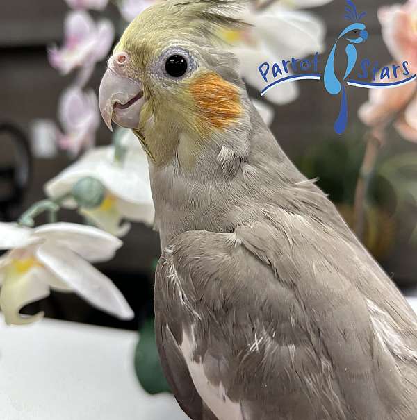 cockatiel-for-sale