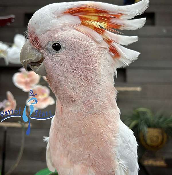 cockatoo-for-sale