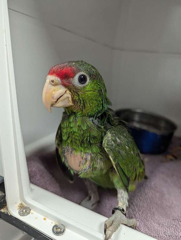 red-head-amazon-parrot-for-sale-in-webster-ny