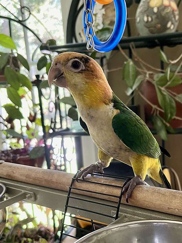 white-bellied-caique-for-sale