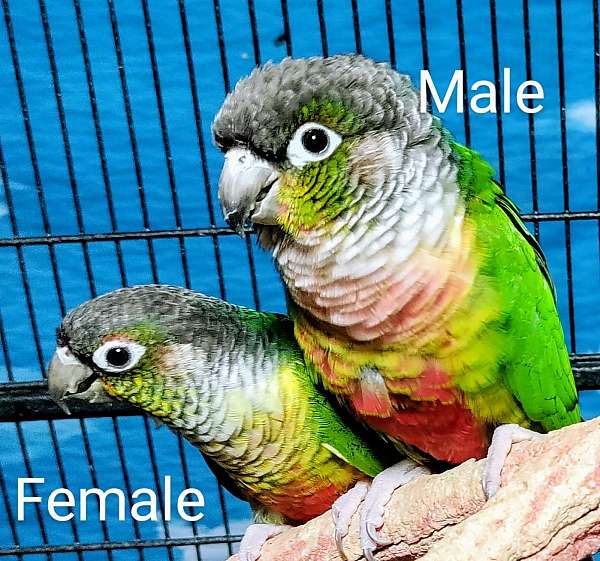 conure-for-sale