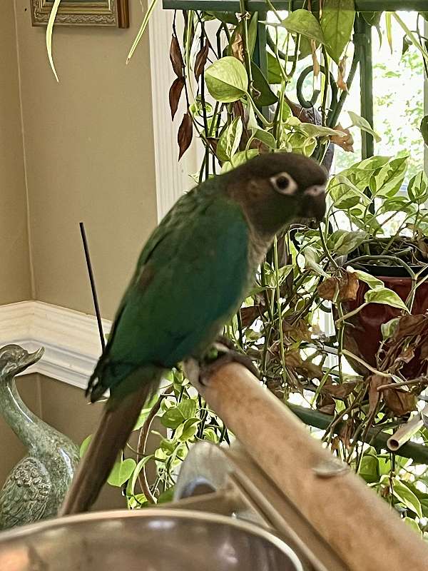 conure-green-cheek-conure-for-sale-in-fuquay-varina-nc