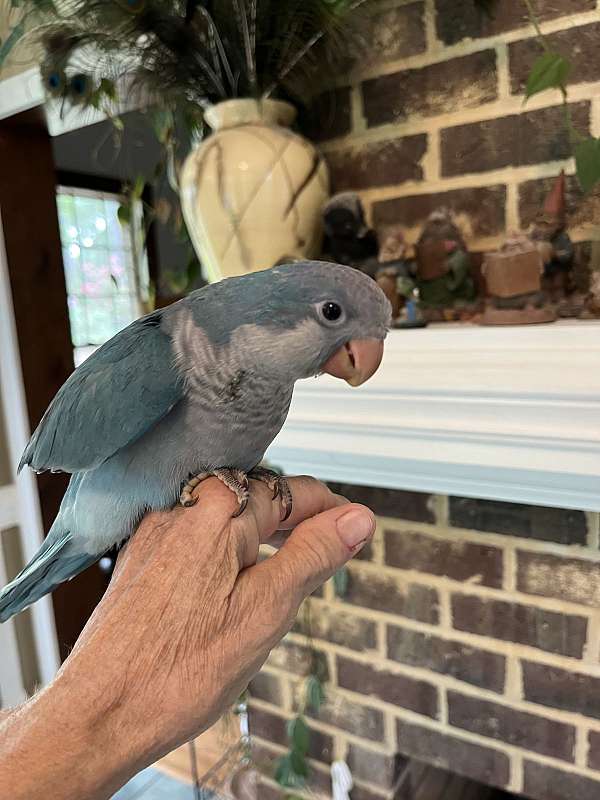 quaker-parrots-for-sale