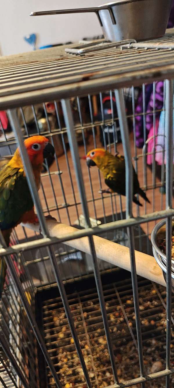 conure-for-sale-in-manchester-nh