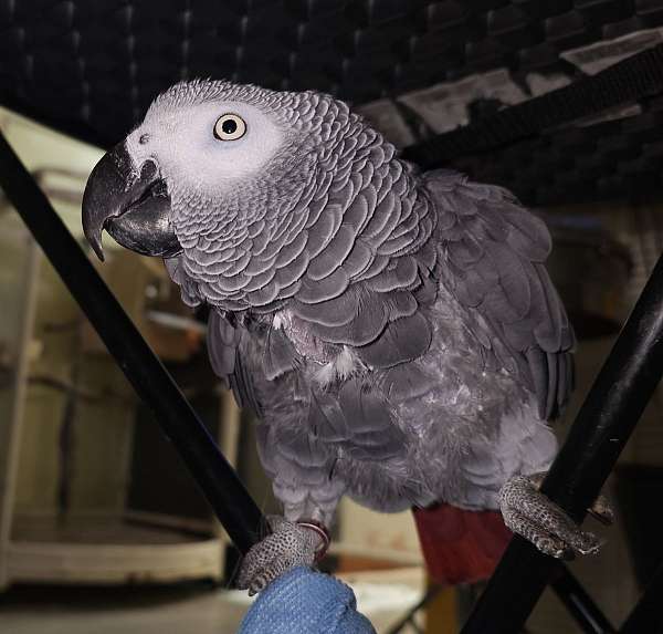 congo-african-grey-parrot-for-sale