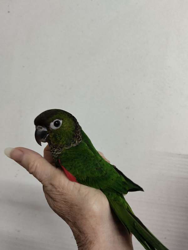 bird-parrot-adoption-in-lakeland-fl