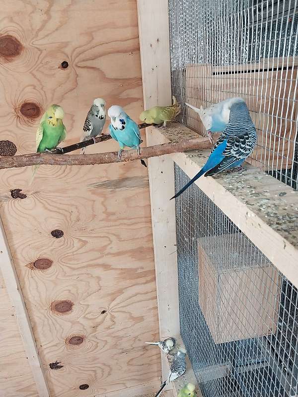 parakeet-for-sale-in-albemarle-nc