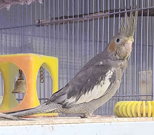 baby-bird-for-sale-in-homestead-ia