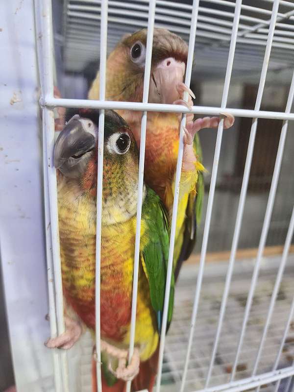 handfed-bird-for-sale-in-homestead-ia