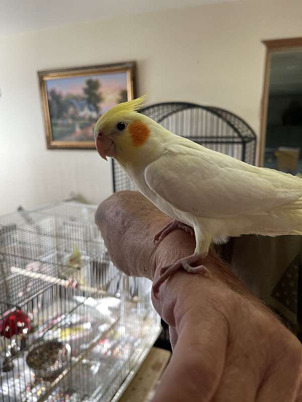 cockatiel-for-sale