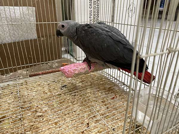 african-grey-parrot-for-sale-in-la-habra-ca