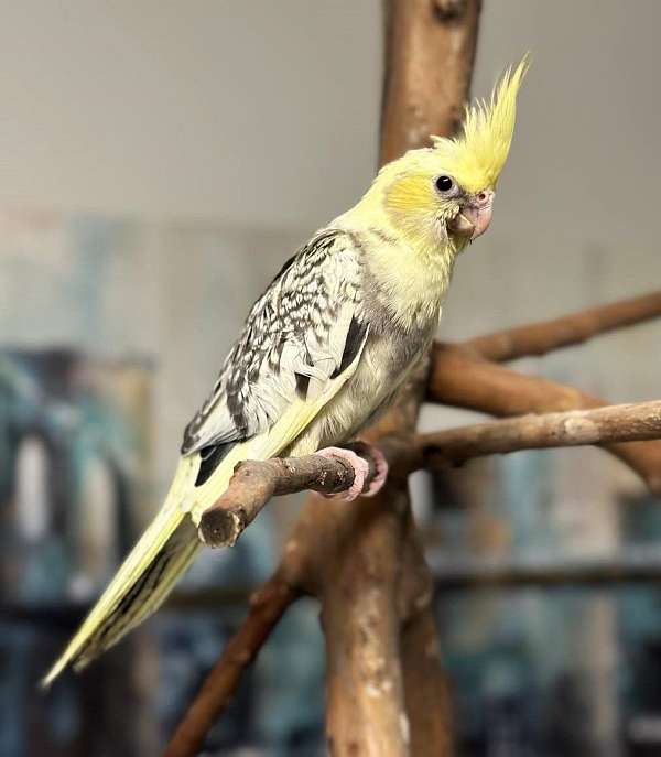 yellow-bird-for-sale-in-cordova-tn