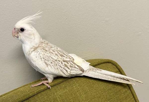 cockatiel-for-sale