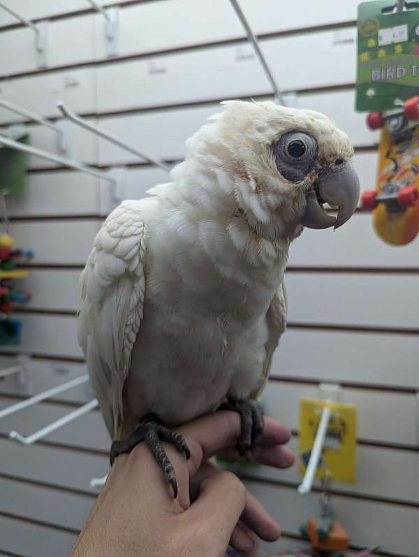 goffin-cockatoo-for-sale