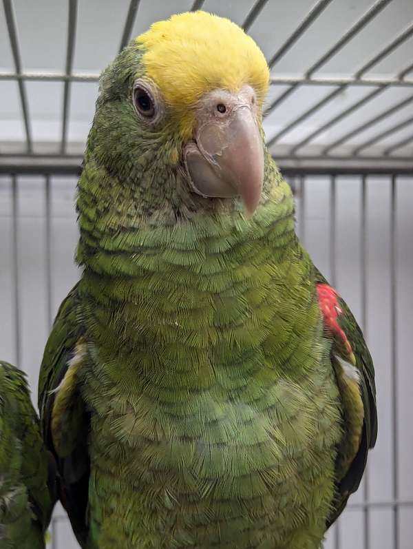 double-yellow-head-amazon-parrot-for-sale