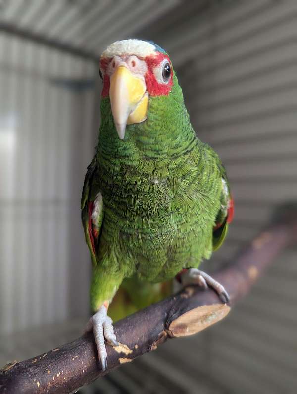 white-front-amazon-parrot-for-sale