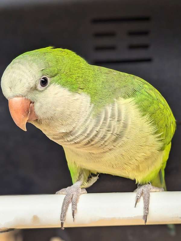 quaker-parrots-for-sale