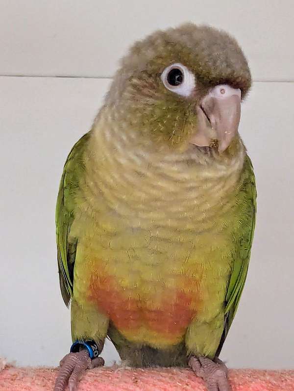 green-cheek-conure-for-sale