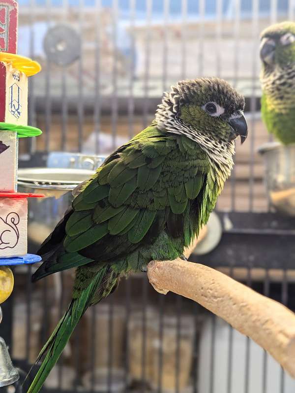 black-capped-conure-for-sale