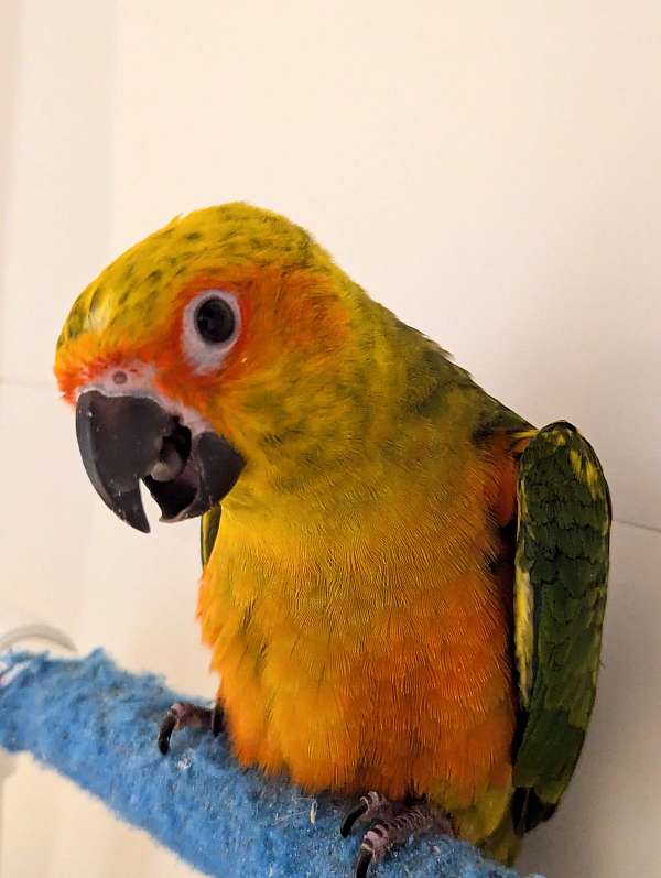 sun-conure-for-sale