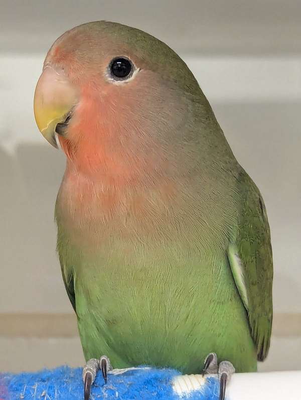 peach-faced-lovebird-for-sale