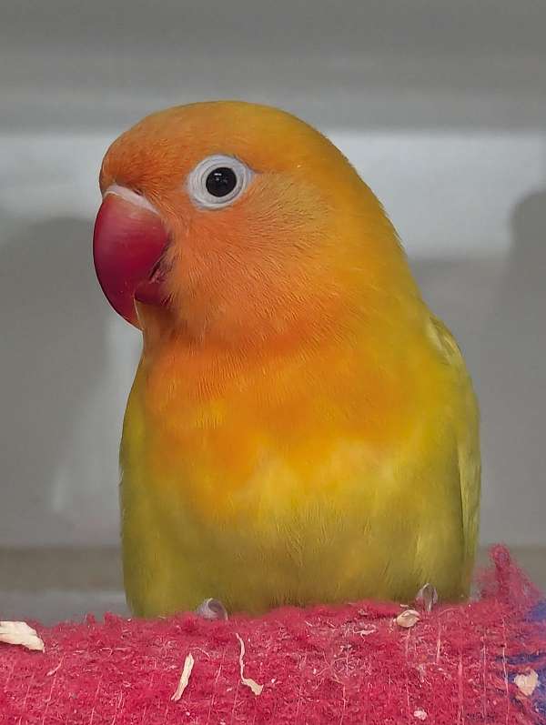 fischers-lovebird-for-sale