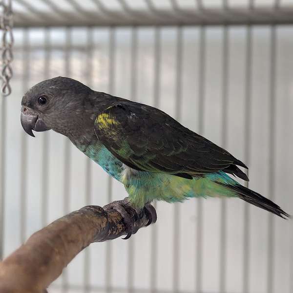 meyers-poicephalus-parrots-for-sale