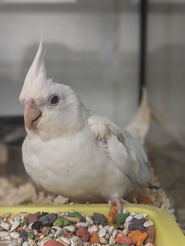 cockatiel-for-sale